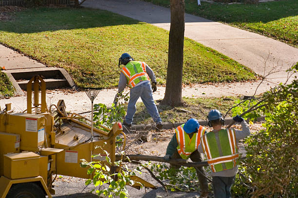 How Our Tree Care Process Works  in Westmoreland, TN